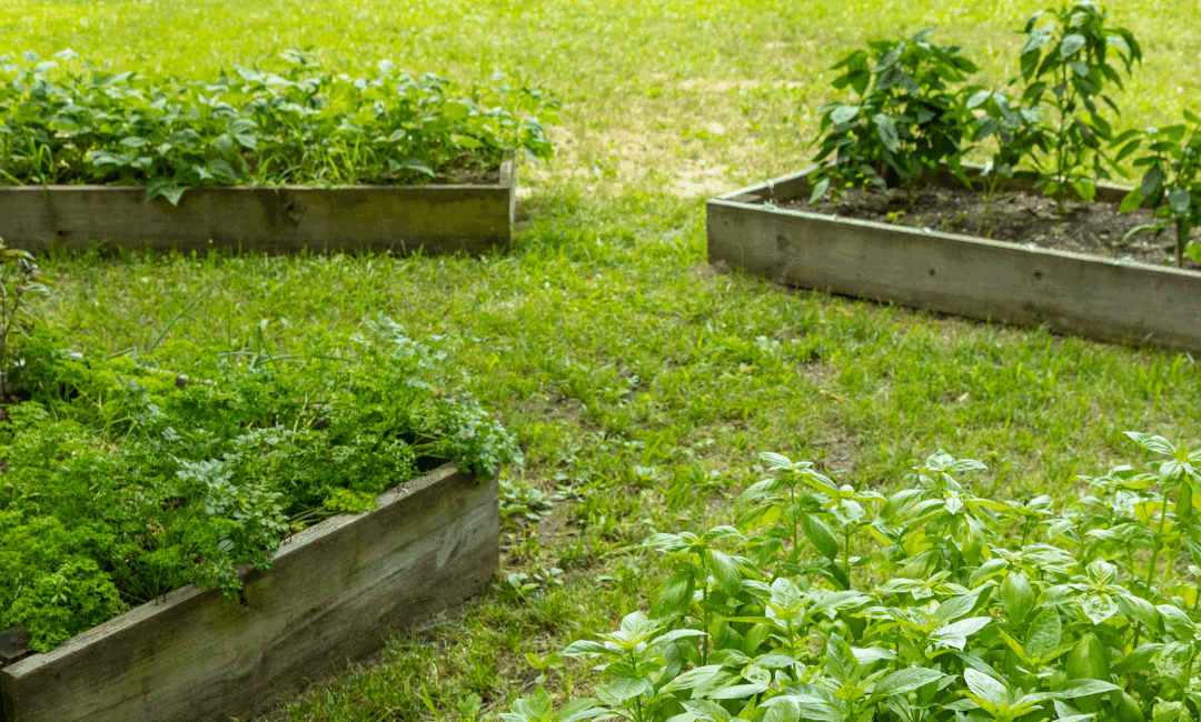 Camden Street Learning Garden’s New Self-Harvest Garden