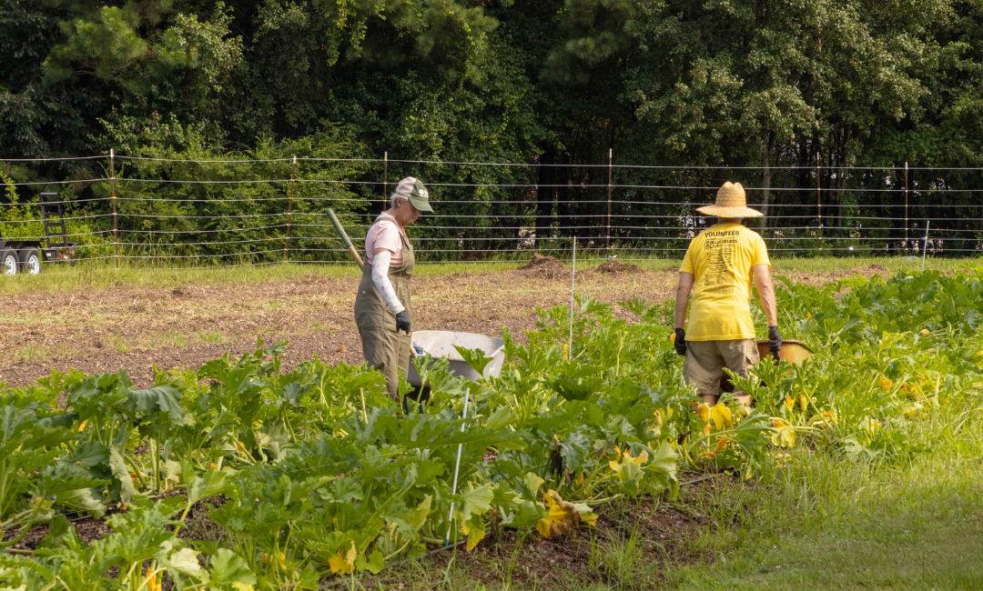 Growing Forward: An Update from the Farm