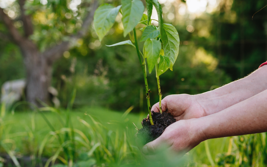 Ecophilosophy: Growing with Purpose – Geer St.